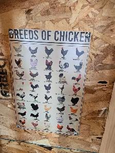 chicken decoration - Photo 3