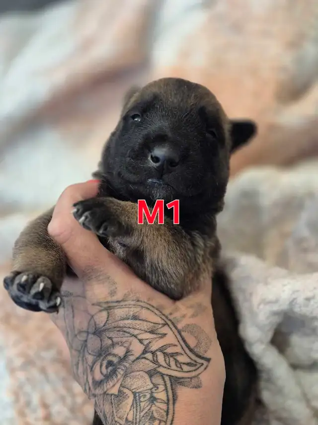 malinois