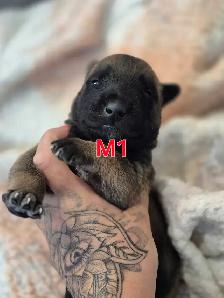malinois