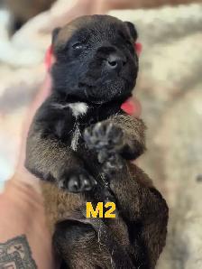 malinois - Photo 2