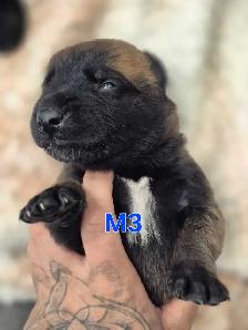 malinois - Photo 3