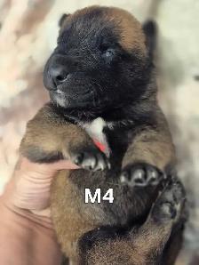 malinois - Photo 4