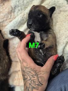 malinois - Photo 7