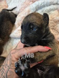 malinois - Photo 8
