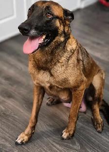 malinois - Photo 9