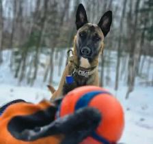 malinois - Photo 10
