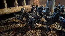 barred rock pullets