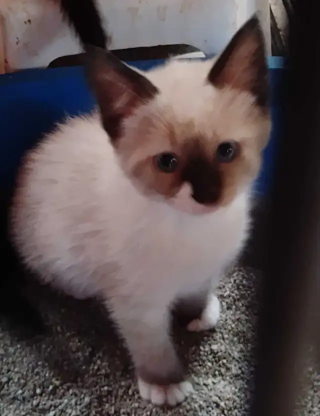chatons Ragdoll Snowshoes