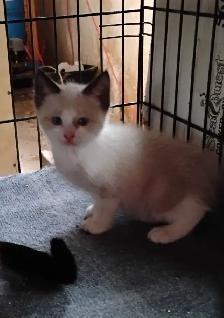 chatons Ragdoll Snowshoes - Photo 4