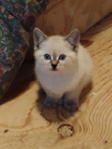 chatons Ragdoll Snowshoes - Photo 7