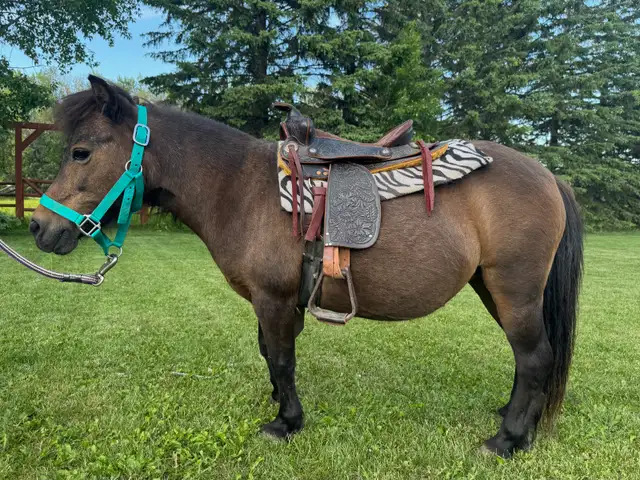 Kid Safe Miniature Mare