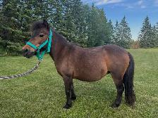 Kid Safe Miniature Mare - Photo 2