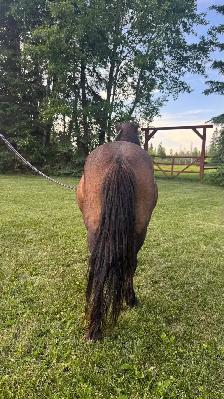 Kid Safe Miniature Mare - Photo 3