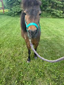 Kid Safe Miniature Mare - Photo 4