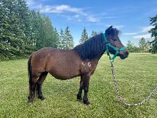 Kid Safe Miniature Mare - Photo 5