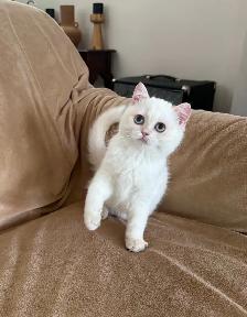 British shorthair golden lilac male - Photo 2