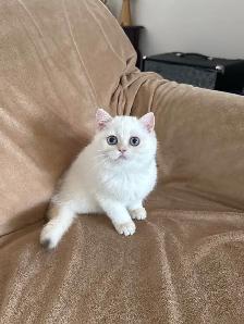 British shorthair golden lilac male - Photo 5