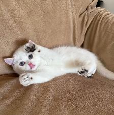 British shorthair golden lilac male - Photo 7