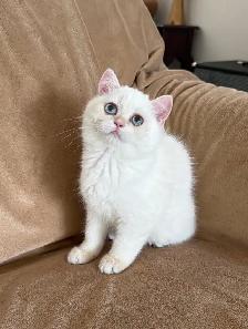 British shorthair golden lilac male - Photo 10