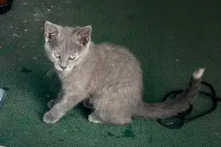 Petit chaton gris