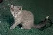 Petit chaton gris