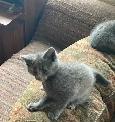 Petit chaton gris - Photo 2
