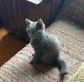 Petit chaton gris - Photo 3