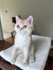 Elegant & affectionate female kitten/ Golden British shorthair - Photo 2