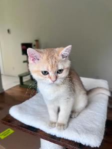 Elegant & affectionate female kitten/ Golden British shorthair - Photo 3