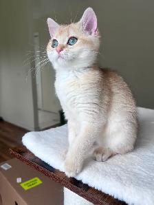 Elegant & affectionate female kitten/ Golden British shorthair - Photo 4