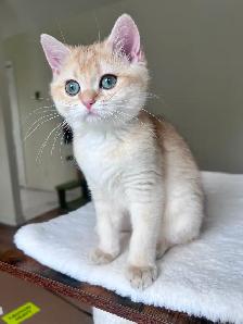Elegant & affectionate female kitten/ Golden British shorthair - Photo 6