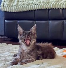 Exclusive Maine Coon kitten: luxurious Black Smoke coloring - Photo 2