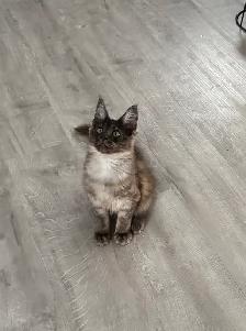 Exclusive Maine Coon kitten: luxurious Black Smoke coloring - Photo 3