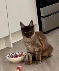 Exclusive Maine Coon kitten: luxurious Black Smoke coloring - Photo 4