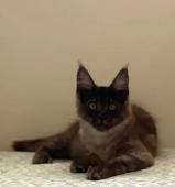 Exclusive Maine Coon kitten: luxurious Black Smoke coloring - Photo 5