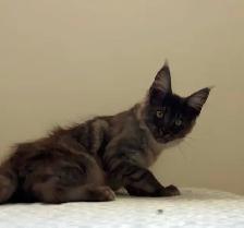 Exclusive Maine Coon kitten: luxurious Black Smoke coloring - Photo 6