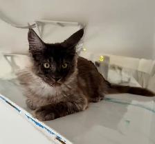 Exclusive Maine Coon kitten: luxurious Black Smoke coloring - Photo 7