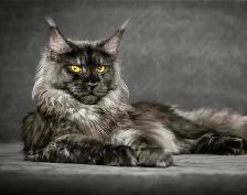 Exclusive Maine Coon kitten: luxurious Black Smoke coloring - Photo 10