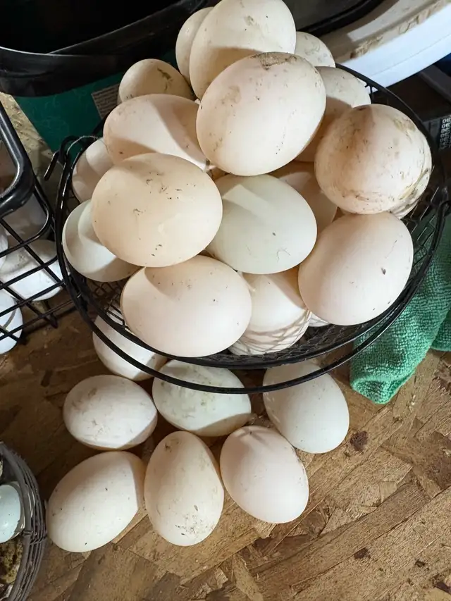 duck eggs for incubating