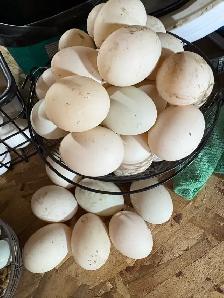 duck eggs for incubating