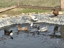duck eggs for incubating - Photo 2