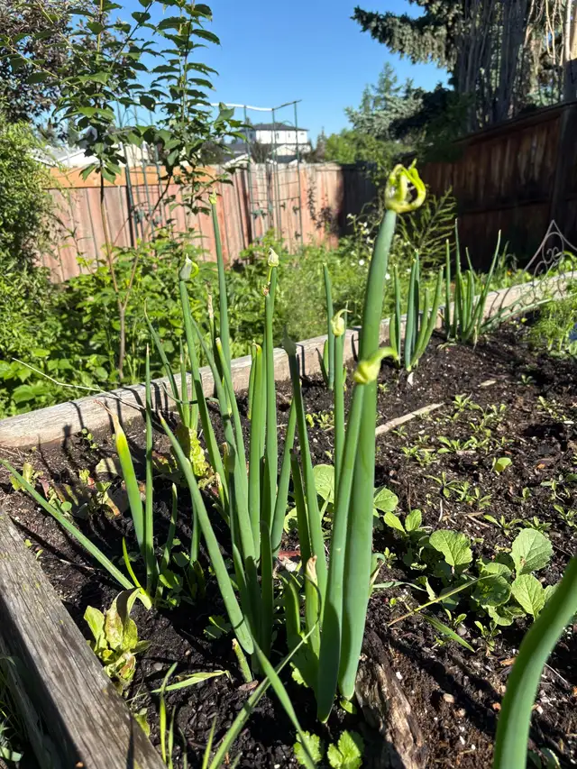Egyptian walking onions plants