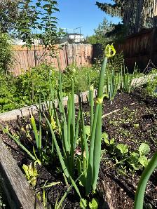Egyptian walking onions plants