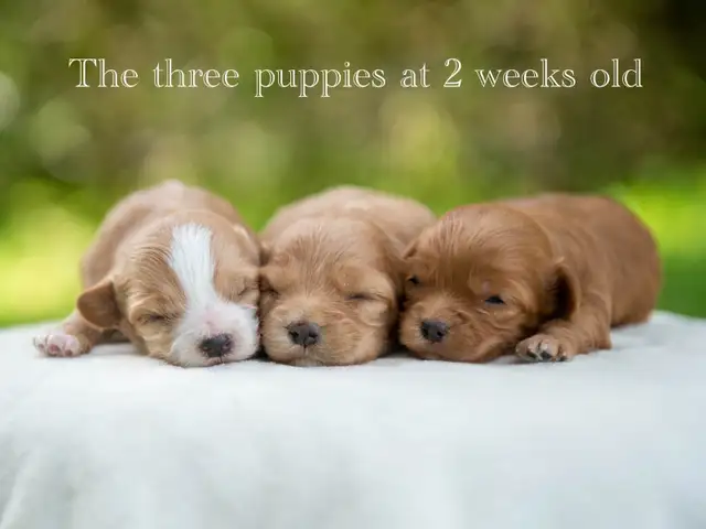 Adorable Maltipoo Puppies for Sale! 3 Reservations Available!
