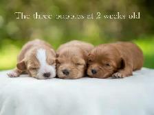 Adorable Maltipoo Puppies for Sale! 3 Reservations Available!
