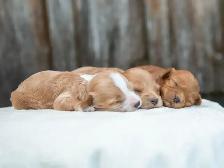 Adorable Maltipoo Puppies for Sale! 3 Reservations Available! - Photo 2