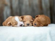 Adorable Maltipoo Puppies for Sale! 3 Reservations Available! - Photo 3