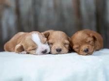 Adorable Maltipoo Puppies for Sale! 3 Reservations Available! - Photo 4