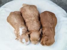 Adorable Maltipoo Puppies for Sale! 3 Reservations Available! - Photo 5