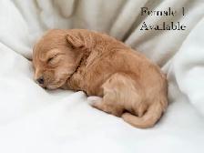 Adorable Maltipoo Puppies for Sale! 3 Reservations Available! - Photo 6